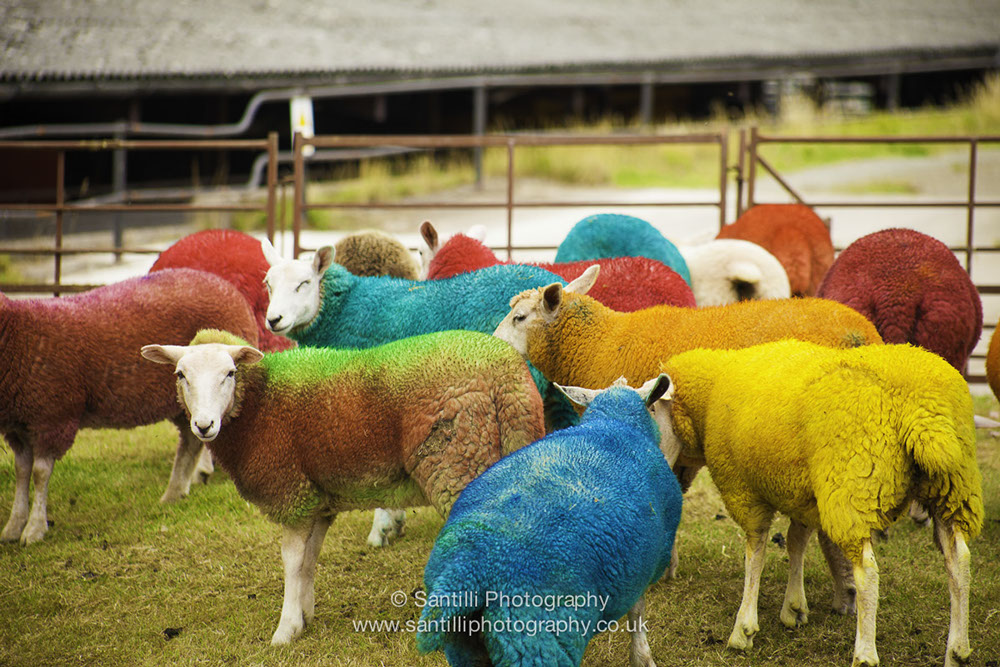 Even the sheep get dressed up for the celebrations.